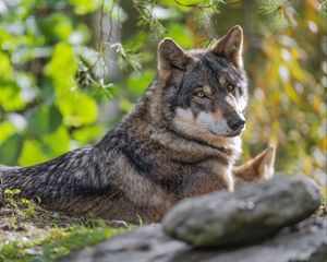Preview wallpaper wolf, forest, predator, animal, wildlife, glance, trees