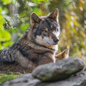 Preview wallpaper wolf, forest, predator, animal, wildlife, glance, trees