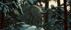 Preview wallpaper wolf, forest, snow, art, predator, trees