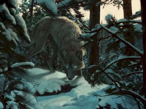 Preview wallpaper wolf, forest, snow, art, predator, trees