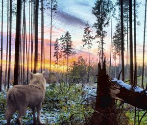 Preview wallpaper wolf, forest, solitude