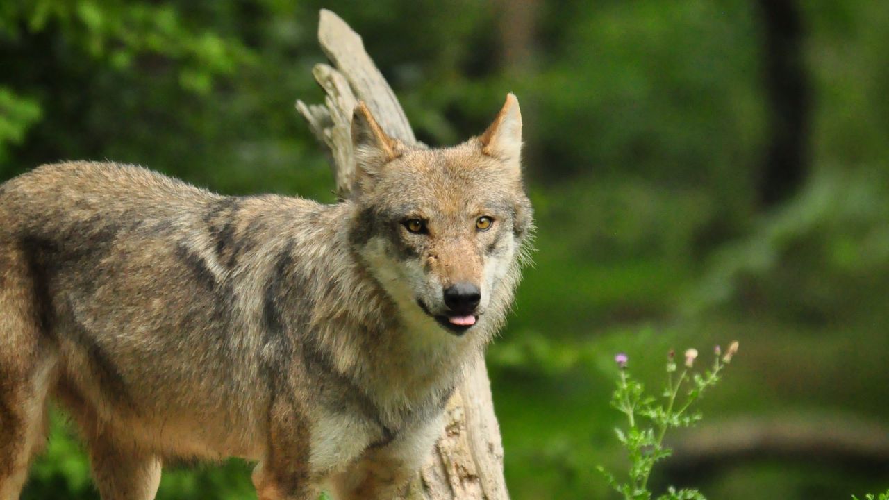 Wallpaper wolf, funny, protruding tongue, predator