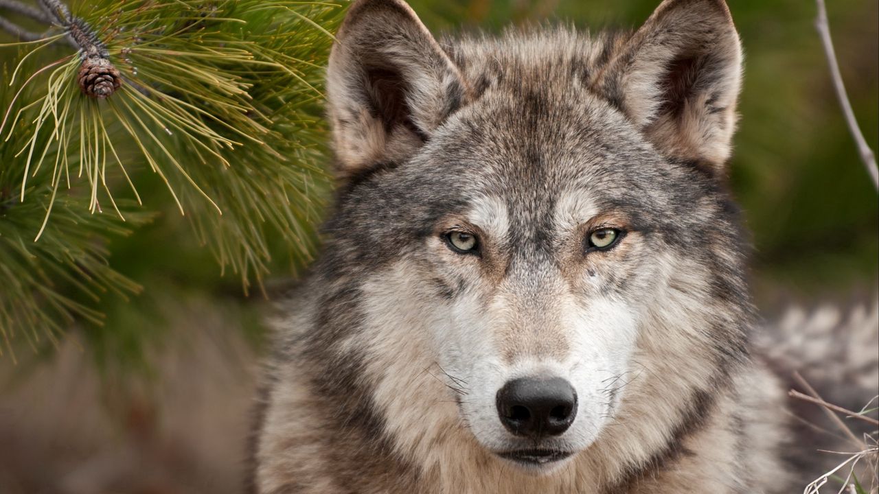 Wallpaper wolf, fur, snout