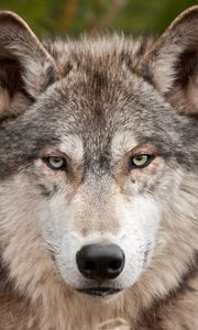Preview wallpaper wolf, fur, snout