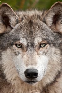 Preview wallpaper wolf, fur, snout