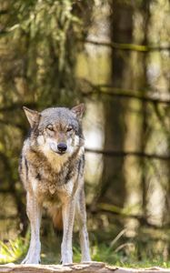 Preview wallpaper wolf, glance, animal, predator, wildlife