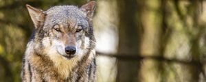 Preview wallpaper wolf, glance, animal, predator, wildlife