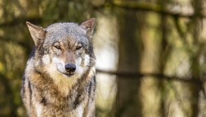 Preview wallpaper wolf, glance, animal, predator, wildlife