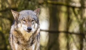 Preview wallpaper wolf, glance, animal, predator, wildlife