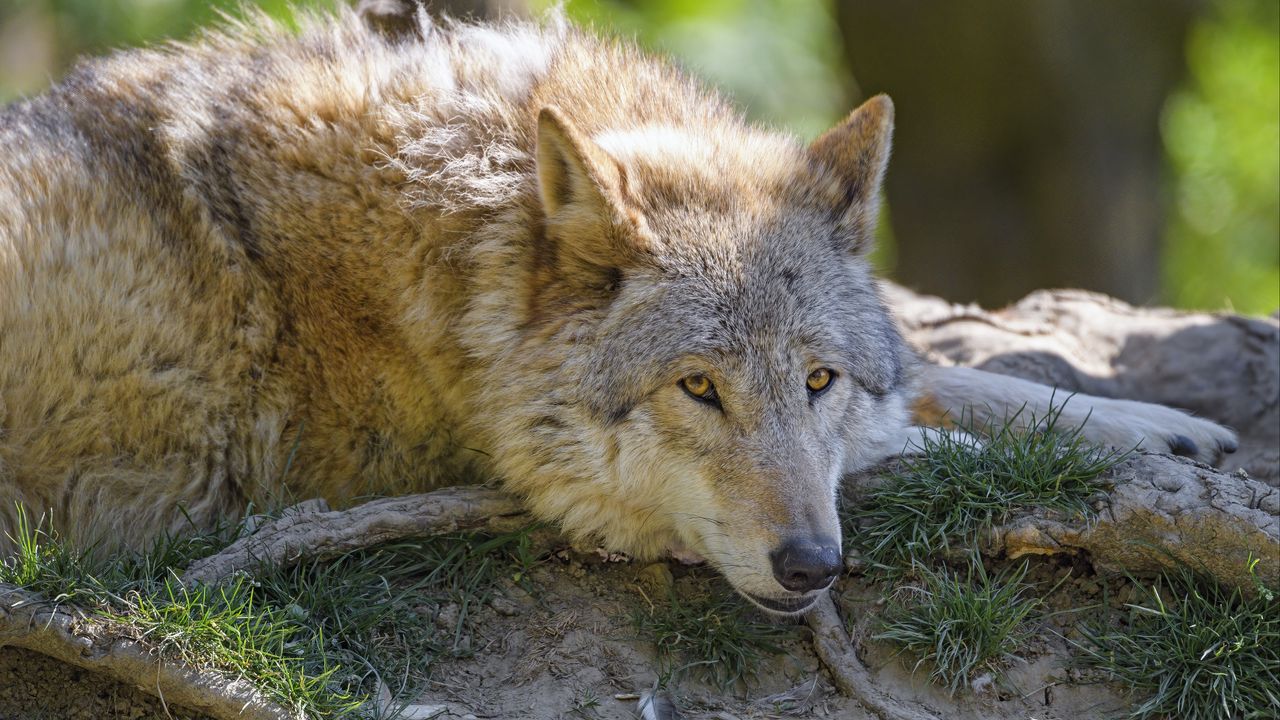 Wallpaper wolf, glance, animal, predator hd, picture, image