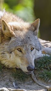 Preview wallpaper wolf, glance, animal, predator
