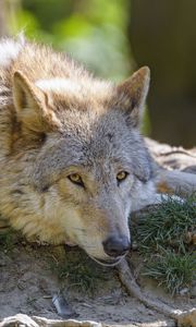 Preview wallpaper wolf, glance, animal, predator