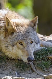 Preview wallpaper wolf, glance, animal, predator