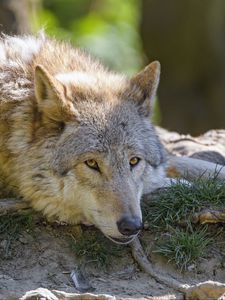 Preview wallpaper wolf, glance, animal, predator