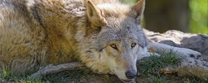 Preview wallpaper wolf, glance, animal, predator