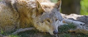 Preview wallpaper wolf, glance, animal, predator