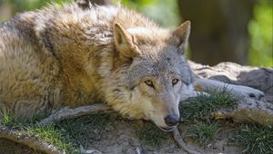 Preview wallpaper wolf, glance, animal, predator