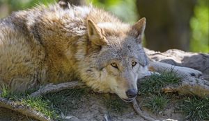 Preview wallpaper wolf, glance, animal, predator