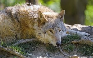 Preview wallpaper wolf, glance, animal, predator