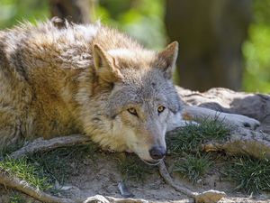 Preview wallpaper wolf, glance, animal, predator