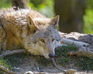 Preview wallpaper wolf, glance, animal, predator