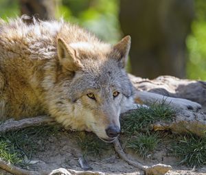 Preview wallpaper wolf, glance, animal, predator