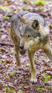Preview wallpaper wolf, glance, animal, wildlife
