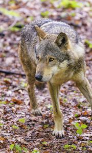 Preview wallpaper wolf, glance, animal, wildlife