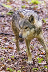Preview wallpaper wolf, glance, animal, wildlife