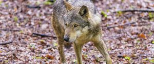 Preview wallpaper wolf, glance, animal, wildlife