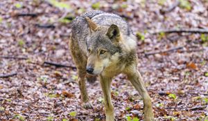 Preview wallpaper wolf, glance, animal, wildlife