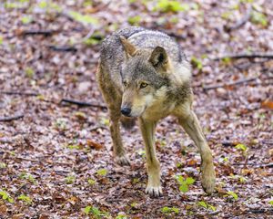 Preview wallpaper wolf, glance, animal, wildlife