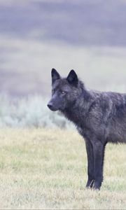 Preview wallpaper wolf, glance, animal, black