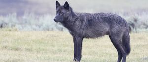 Preview wallpaper wolf, glance, animal, black