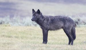 Preview wallpaper wolf, glance, animal, black