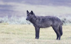 Preview wallpaper wolf, glance, animal, black