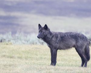 Preview wallpaper wolf, glance, animal, black