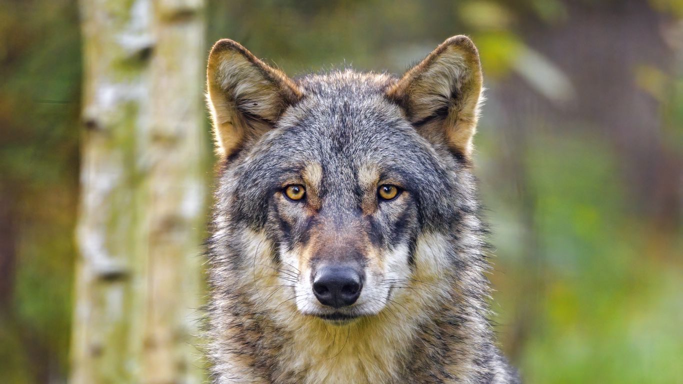 Download wallpaper 1366x768 wolf, glance, animal, wildlife, predator ...