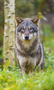 Preview wallpaper wolf, glance, animal, wildlife, predator