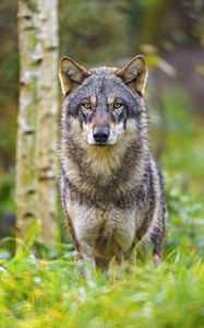 Preview wallpaper wolf, glance, animal, wildlife, predator