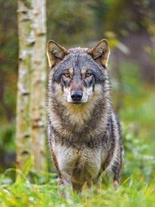 Preview wallpaper wolf, glance, animal, wildlife, predator