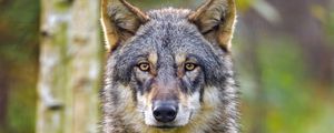Preview wallpaper wolf, glance, animal, wildlife, predator