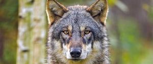 Preview wallpaper wolf, glance, animal, wildlife, predator