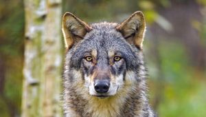 Preview wallpaper wolf, glance, animal, wildlife, predator