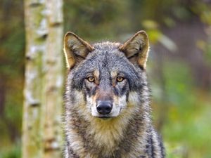 Preview wallpaper wolf, glance, animal, wildlife, predator