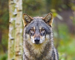 Preview wallpaper wolf, glance, animal, wildlife, predator