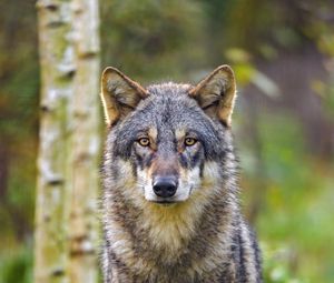 Preview wallpaper wolf, glance, animal, wildlife, predator