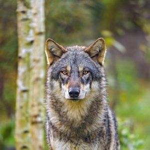 Preview wallpaper wolf, glance, animal, wildlife, predator