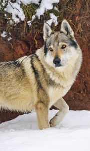 Preview wallpaper wolf, glance, animal, snow, winter, wildlife