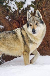 Preview wallpaper wolf, glance, animal, snow, winter, wildlife